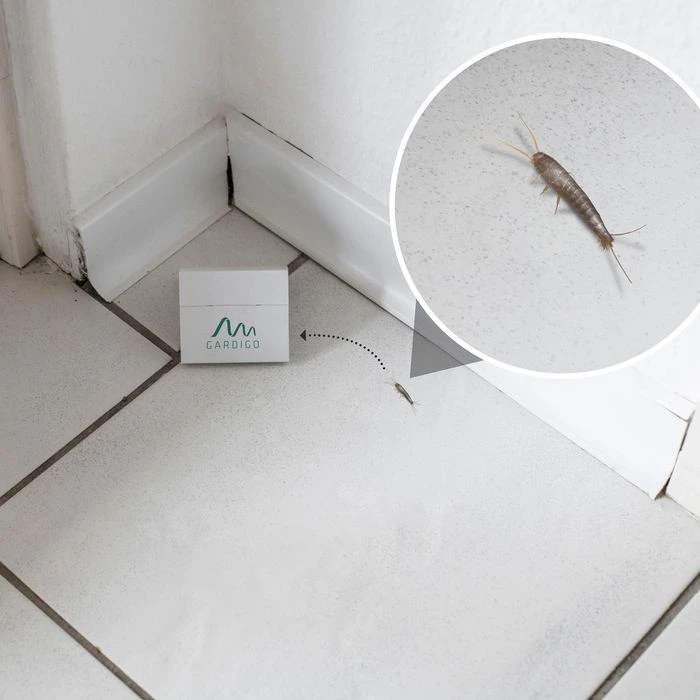 Gardigo Silberfischfalle Monitoring-System, Klebefalle, Wirkt Bis Zu 8 Wochen, 3 Stück 7 Gardigo Silberfischfalle Monitoring-System, Klebefalle, Wirkt Bis Zu 8 Wochen, 3 Stück – Bild 5