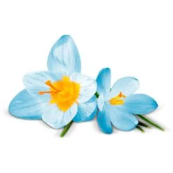 Airwick Premium Duftspray Pure Frühlingsfrische 11 Airwick Premium Duftspray Pure Frühlingsfrische -Einrichtungsgeschäft df43010d1c3bee569cdb89ad8e21646438b6fe07 raumduft airwick pure 250 ml